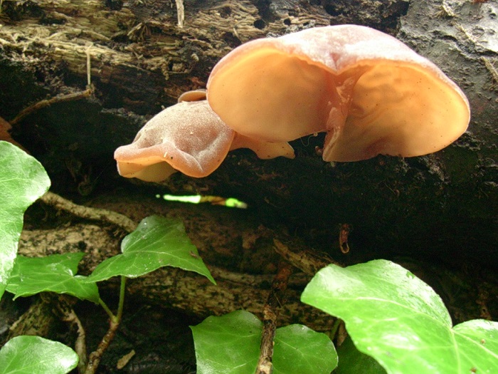 646 Aprile vecchio ritrovamento